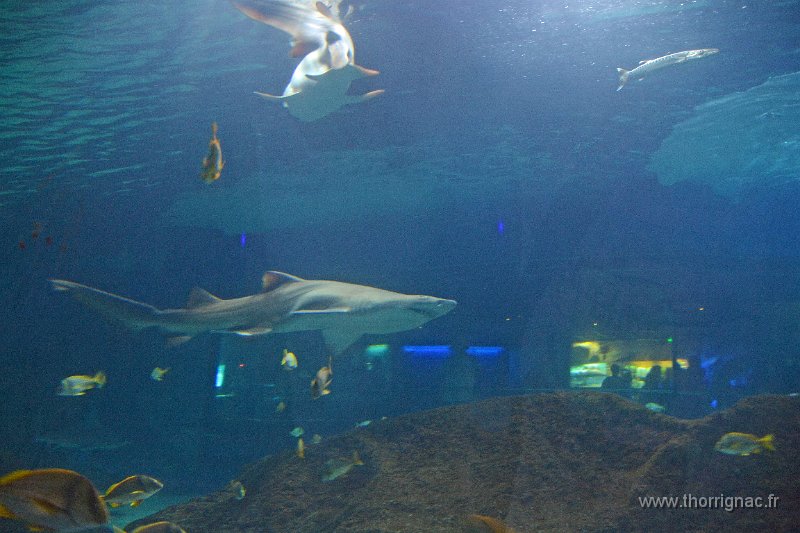 Marineland aout 2014 115.JPG - Marineland - Parc d'attractions aquatiques - Antibes - Août 2014